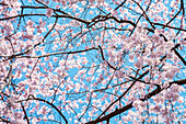 Kirschblüte gegen Himmel in Rosa und Cyan, Bunkyo-ku, Tokio, Japan