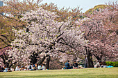 Japanese families eating during picnic at cherry blossom in Shinjuku Gyoen, Shinjuku, Tokyo, Japan