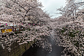 Road with Cherry Trees in full blossom at Meguro River, Meguro, Tokyo, Japan