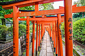 Path with many red Torii at Nezu-Shrine, Yanaka, Taito-ku, Tokyo, Japan