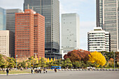Wolkenkratzer im Bankenviertel Marunouchi hinter Bäumen am Kaiserpalast, Chiyoda-ku, Tokio, Japan