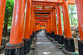 Berühmter Steinpfad mit vielen roten Torii am Schrein Fushimi Inari-Taisha in Kyoto, Japan