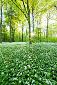 Sun, Forest, Bears Garlic, Wildflower, Trail, Spring, Leipzig, Germany