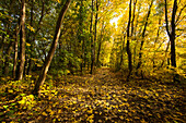 Herbst, Wald, Weg, Pfad, Laub, Laubfärbung, Sachsen-Anhalt, Deutschland