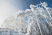 Raureif in the Wienerwald, Badener Lindkogel, Lower Austria, Austria