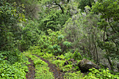 Karrenweg, Los Tilos, Insel La Palma, Kanarische Inseln, Spanien