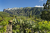 Vegetation, Cumbre Nueva, La Palma Island, Canary Islands, Spain
