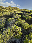 Volcanic landscape at Pico de Tablas, island of La Palma, Canary Islands, Spain