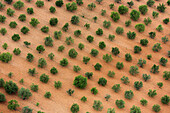 Almond trees, Mallorca, Balearics, Spain