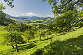 oberösterreichisches Alpenvorland nahe Maria Neustift, Birnbäume, Oberösterreich, Österreich