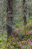 Almrausch, Zirbenwald, National Park Hohe Tauern, East Tyrol, Tyrol, Austria