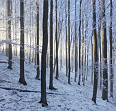 Raureif im Wienerwald, Badener Lindkogel, Niederösterreich, Österreich