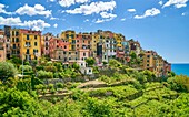 Croniglia, Riviera de Levanto, Cinque Terre, Liguria, Italy.