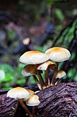 Cluster von Pilzen wachsen auf dem exponierten Wurzelsystem eines gefallenen Zedernbaums in einem gemäßigten Regenwald.