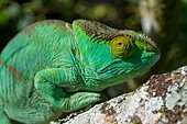 Female Parson's chameleon (Calumma parsonii) at Mandraka Reserve near Moramanga, Madagascar.