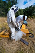 Pedro Arto Beekeeper, Aragües del Puerto Dorf, Jacetania, Huesca, Aragonien, Spanien, Europa.