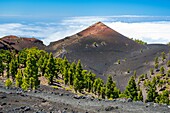 Ruta de los volcanes en el parque natural de Cumbre Vieja. La Palma. Islas Canarias. España. Europa.