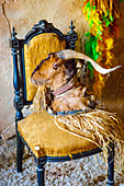 He-goat head on a chair. Witchery Week 2016. Bargota, Navarre, Spain, Europe.
