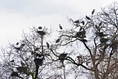 Grey Heron on their nests (Ardea cinerea), Hesse, Germany, Europe.
