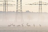 Herd of Fallow Deers (Cervus dama) in Front of High-Voltage Power Line on misty morning, Hesse, Germany, Europe.