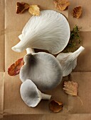 Fresh picked edible grey oyster mushrooms (Pleurotus).