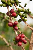 Coffee beans ripen on tree, Goroka, Eastern Highlands, Papua New Guinea.