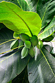 Terminalia catappa, Bengal almond tree, Africa, Mascarene, Mascarene Islands, Mascarenhas, Mauritius, Southeastern coast of Mauritius, Grand Port District , Blue Bay.