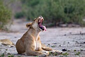 Lion (Panthera leo) - Female, Chobe National Park, Botswana.