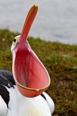 Australian Pelican (Pelecanus conspicillatus), drinking rain water, American River, Kangarro Island, South Australia, Australia.