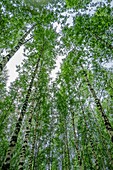 Birch trees, Hogland Island, Finland.