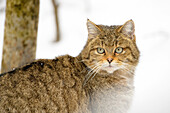 Wild cat (Felis sylvestris), portrait in the snow, looking at camera , controlled situationa, Bavarian Forest, Germany.