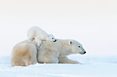 Polar bear mother (Ursus maritimus) lying down on tundra and playing with new born cub, Wapusk National Park, Manitoba, Canada.
