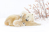 Polar bear mother (Ursus maritimus) lying down on tundra, with two new born cubs playing, Wapusk National Park, Manitoba, Canada.