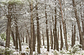 Snowfall, pinewood, Almansa, Albacete province. Spain.