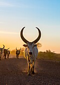 Ethiopia, Afar Region, Afambo, herd of cows on a dusty track in the sunset.