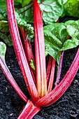 Swiss chard, Beta vulgaris also known by its many common names silverbeet, perpetual spinach, spinach beet, crab beet, bright lights, seakale beet, and mangold.