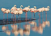 Flamingos are a type of wading bird in the genus Phoenicopterus, the only genus in the family Phoenicopteridae. There are four flamingo species in the Americas and two species in the Old World. Flamingos often stand on one leg, the other leg tucked beneat