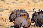 Blue wildebeests (Connochaetes taurinus), lying on dry ground, asleep, Kgalagadi Transfrontier Park, Northern Cape, South Africa, Africa.