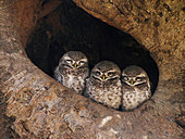 Spotted owlet, Athene brama, Bandhavgarh Tiger Reserve, Madhya Pradesh, India.