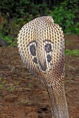 Indian or spectacled cobra (Naja naja) Naja is a genus of venomous elapid snakes. They are the most recognized, and most widespread group of snakes commonly known as cobras, Mulshi, Pune, Maharashtra, India.