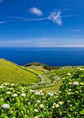 Portugal, Azores, Corvo, Hortensias on the island.