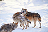 Close-up of two Eurasian wolves (Canis lupus lupus) in a snowy winter.