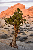bristle cone in Joshua Tree Nationalpark, California, USA, America
