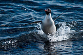 Ein Adéliepinguin (Pygoscelis adeliae) watschelt vom Wasser an Land, Brown Bluff, Weddell-Meer, Antarktische Halbinsel, Antarktis