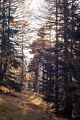 Fir trees and Larches, Glishorn, Pennine Alps, canton of Valais, Switzerland
