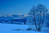 Verschneite Bäume mit Mangfallgebirge im Hintergrund, Samerberg, Chiemgauer Alpen, Chiemgau, Oberbayern, Bayern, Deutschland
