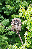 'Great Horned Owl (Bubo virginianus) perched and wet from the rain falling, Potter Marsh; Anchorage, Alaska, United States of America'