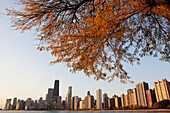 'Skyline of Chicago with a tree in the foreground in autumn colours; Chicago, Illinois, United States of America'