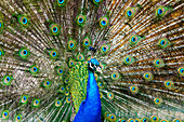 'Peafowl displaying it's plumage; South Shields, Tyne and Wear, England'