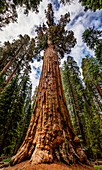 'The General Sherman Tree, the world's largest living tree, Sequoia National Park; California, United States of America'